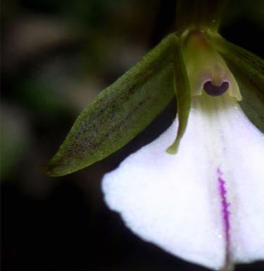 Редкие и необычные сорта орхидей — описание и фото Необычной формы и необычных цветов