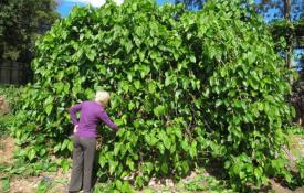 Шелковица — тутовое дерево в вашем саду